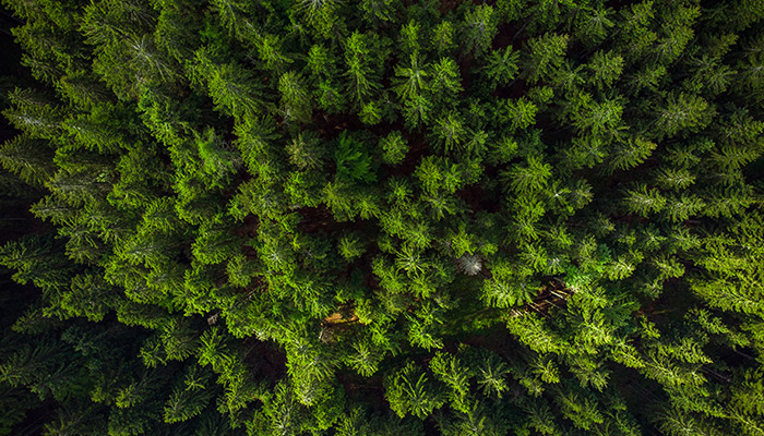 Fotografía Aérea en Naturaleza. Inspección de Bosques con Drones.