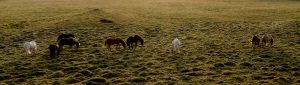 Portada de los servicios de fotografía aérea con Drones. Imagen de caballos islandeses en paraje natural de Islandia | Iceland horses